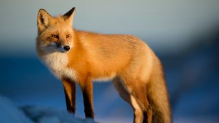 fox