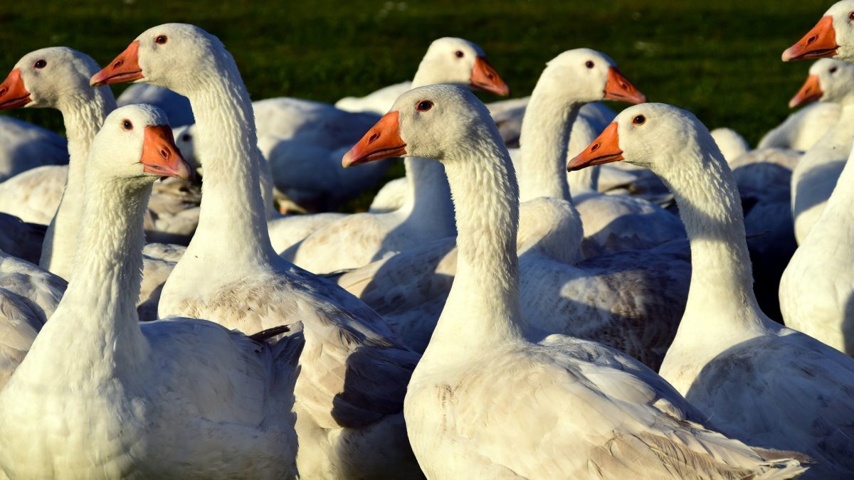 geese1847919_192016x9 Animal Legal Defense Fund