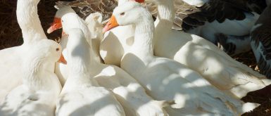 geese