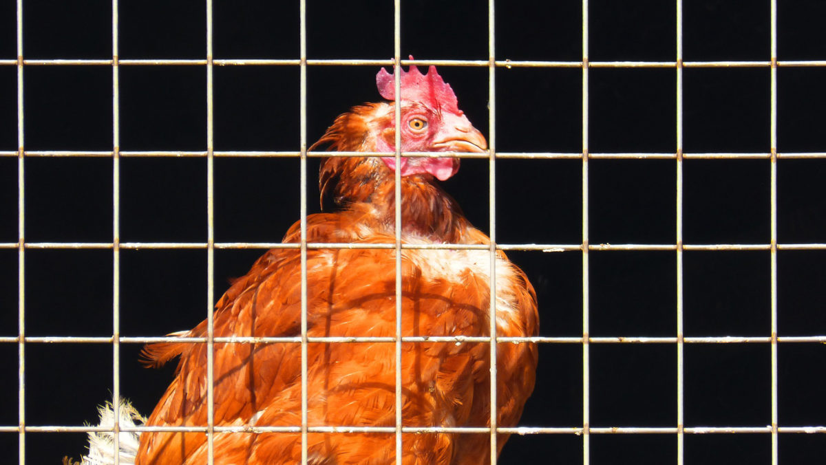 Czech Republic Bans Cages for Hens - Animal Legal Defense Fund - Vimarsana News