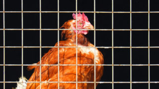 chicken in a cage