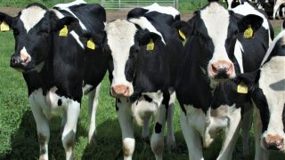 cows