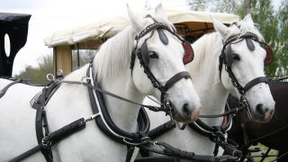 horse and carriage