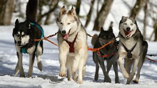 sled dogs