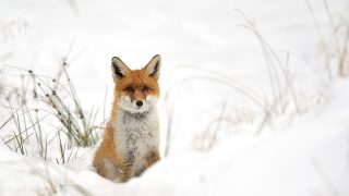 fox