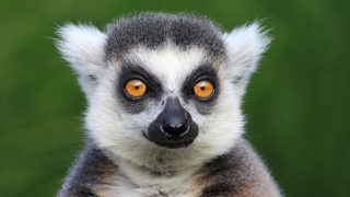 lemur