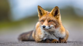 fox