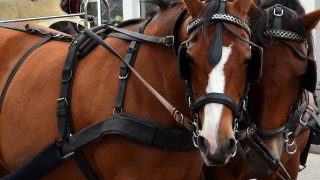 carriage horse