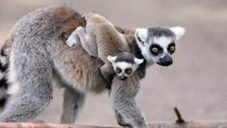 lemur