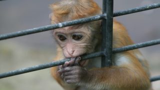 safe animal experiments