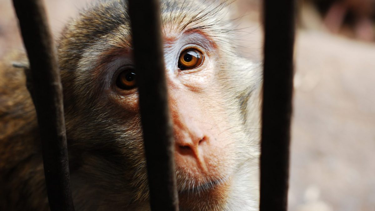 captive-animals-animal-legal-defense-fund