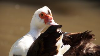 foie gras duck