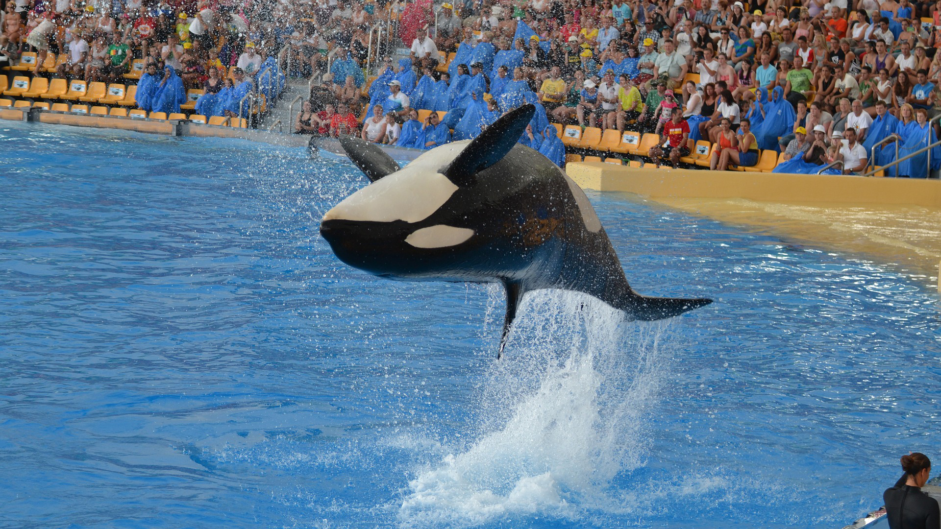 SeaWorld Drops Lawsuit Challenging Restrictions on Captive Orca Program