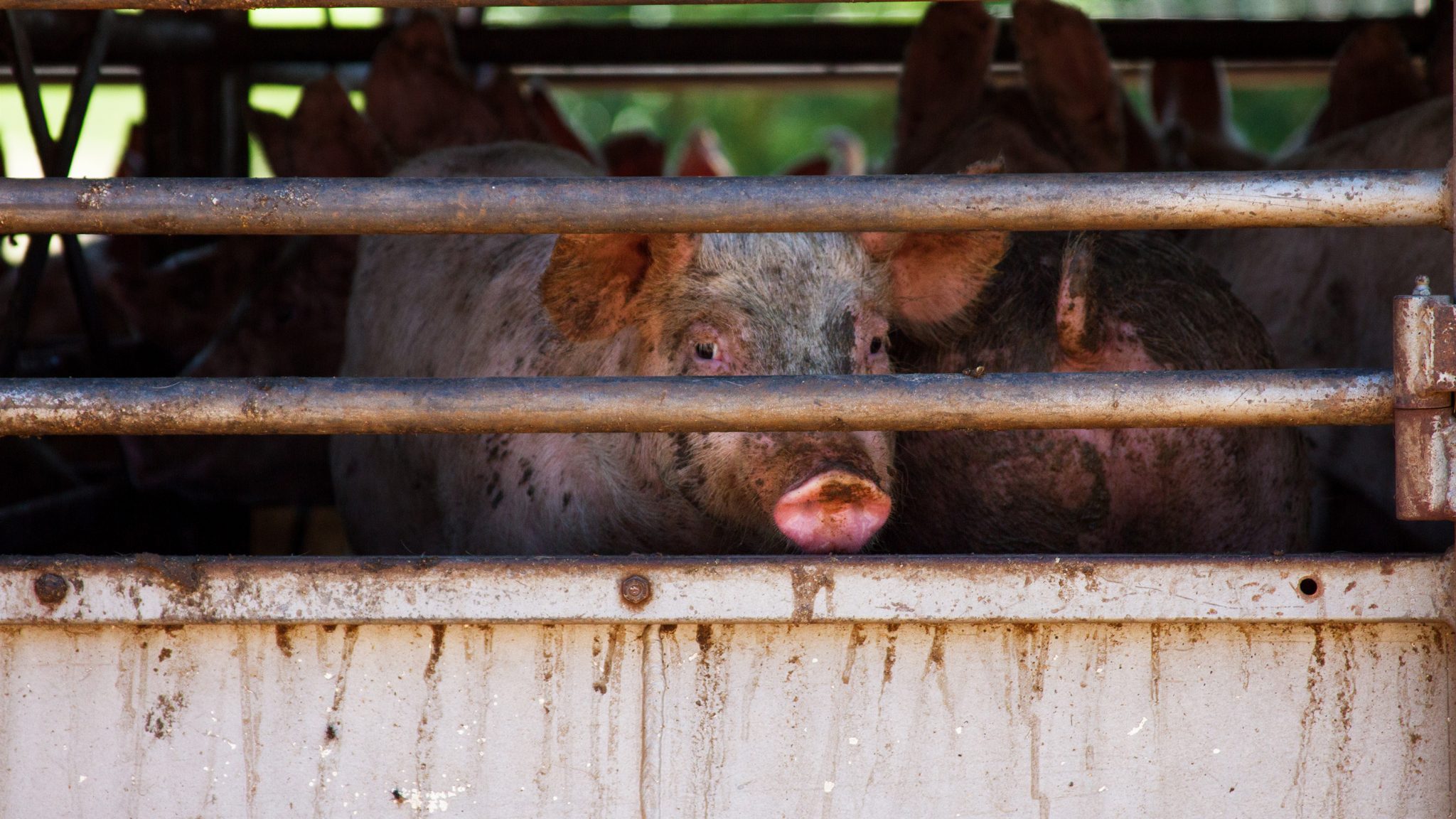 Massachusetts Farmers Charged with More than 150 Counts of Animal Cruelty -  Animal Legal Defense Fund