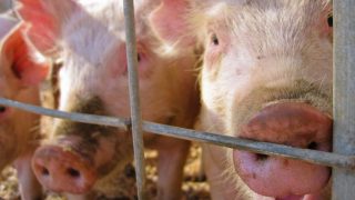 factory farming pigs