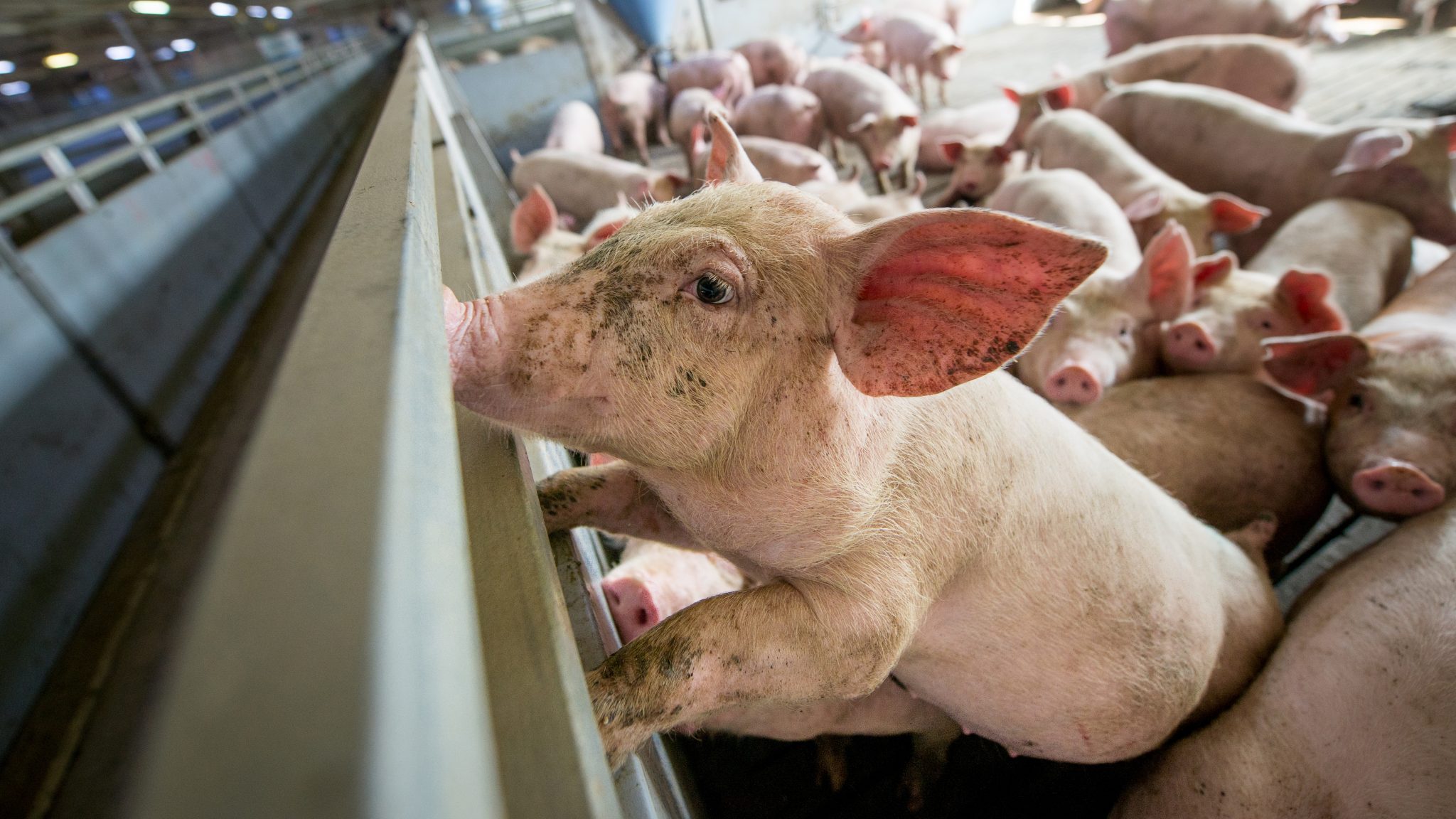 Stopping Cruel High Speed Pig Slaughter Animal Legal Defense Fund