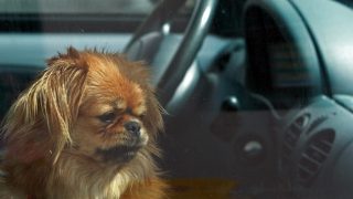 dog in hot car