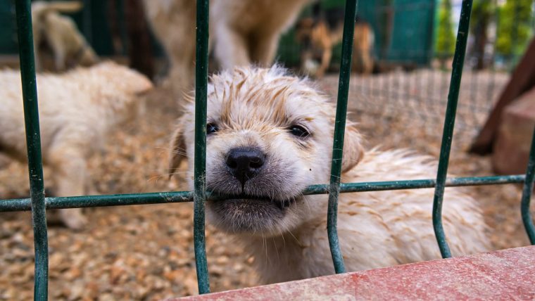 pet store animals in cages