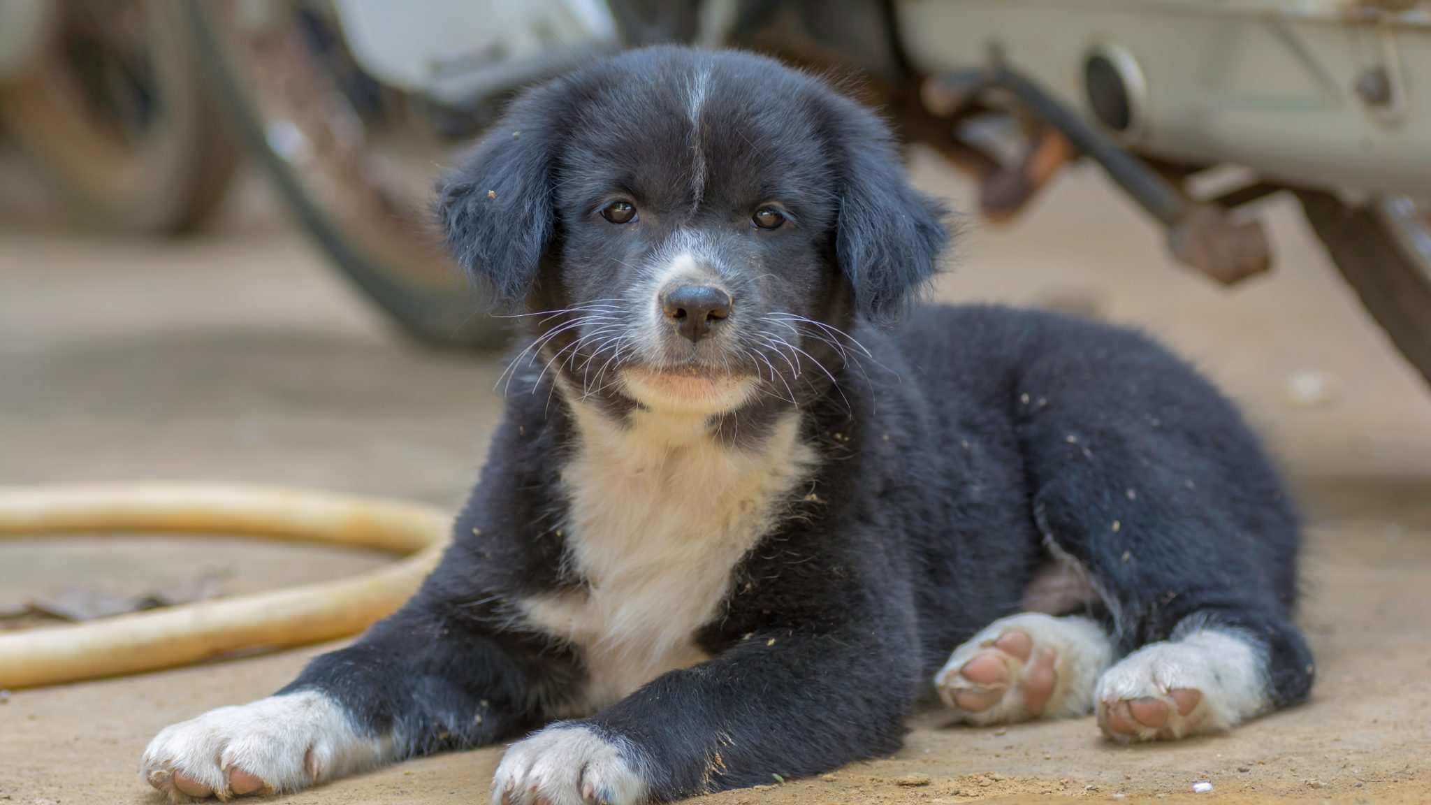 Suing Unscrupulous Puppy Traffickers Who Knowingly Sold Sick Dogs