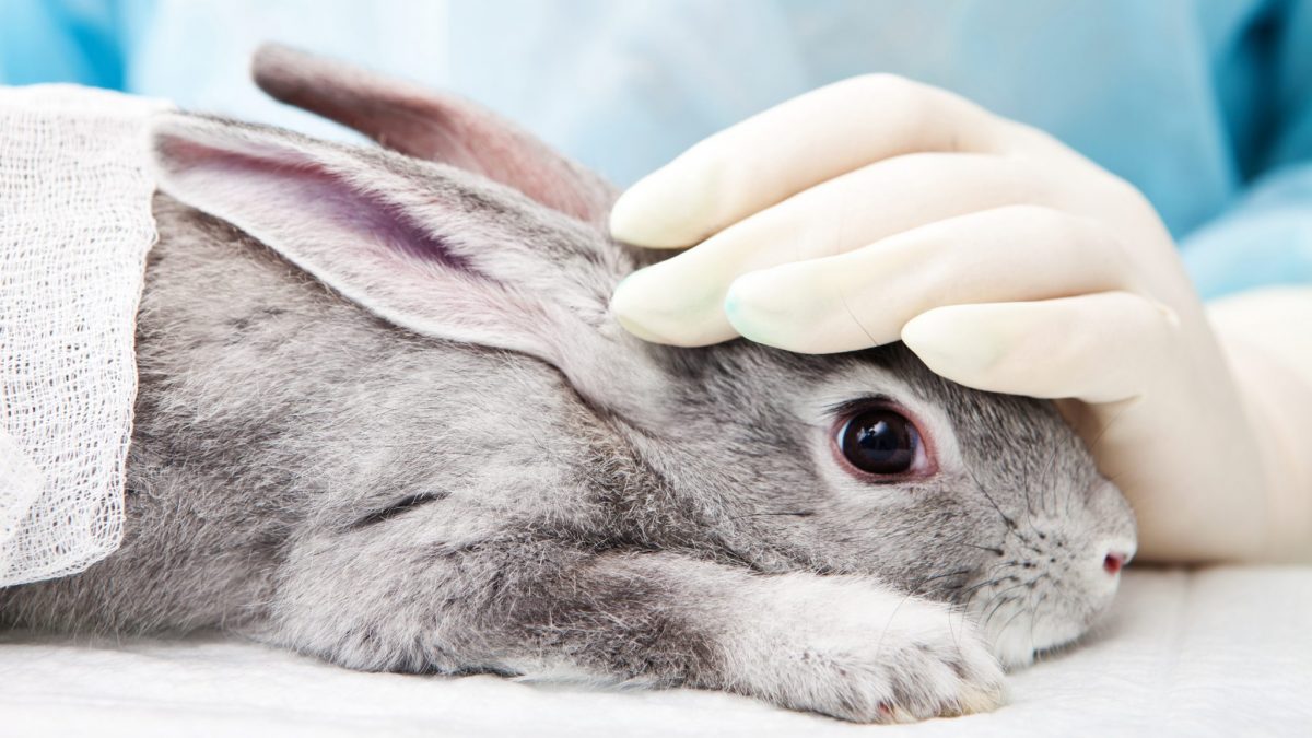 Animal Testing: Models for Improvement - Animal Legal Defense Fund