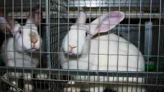 rabbits