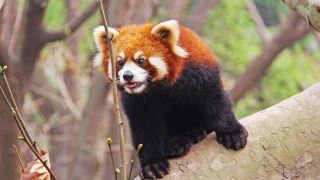 red panda