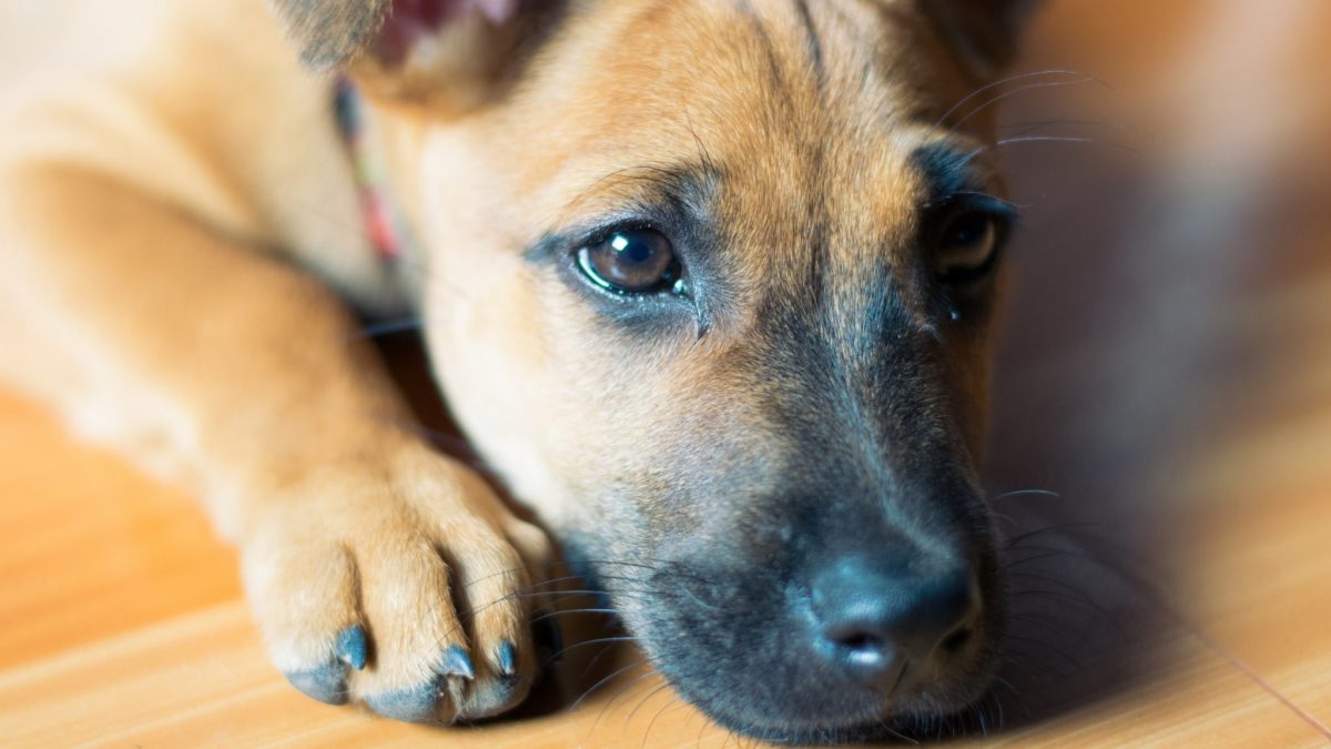 Michigan Appeals Court Dismisses Lawsuit in Fatal Shooting of Two