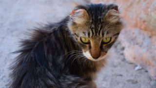 cat on sidewalk