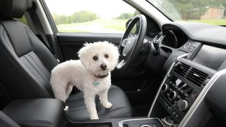 dog in hot car