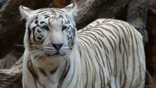 white tiger