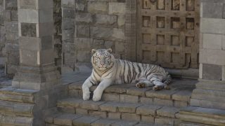 white tiger