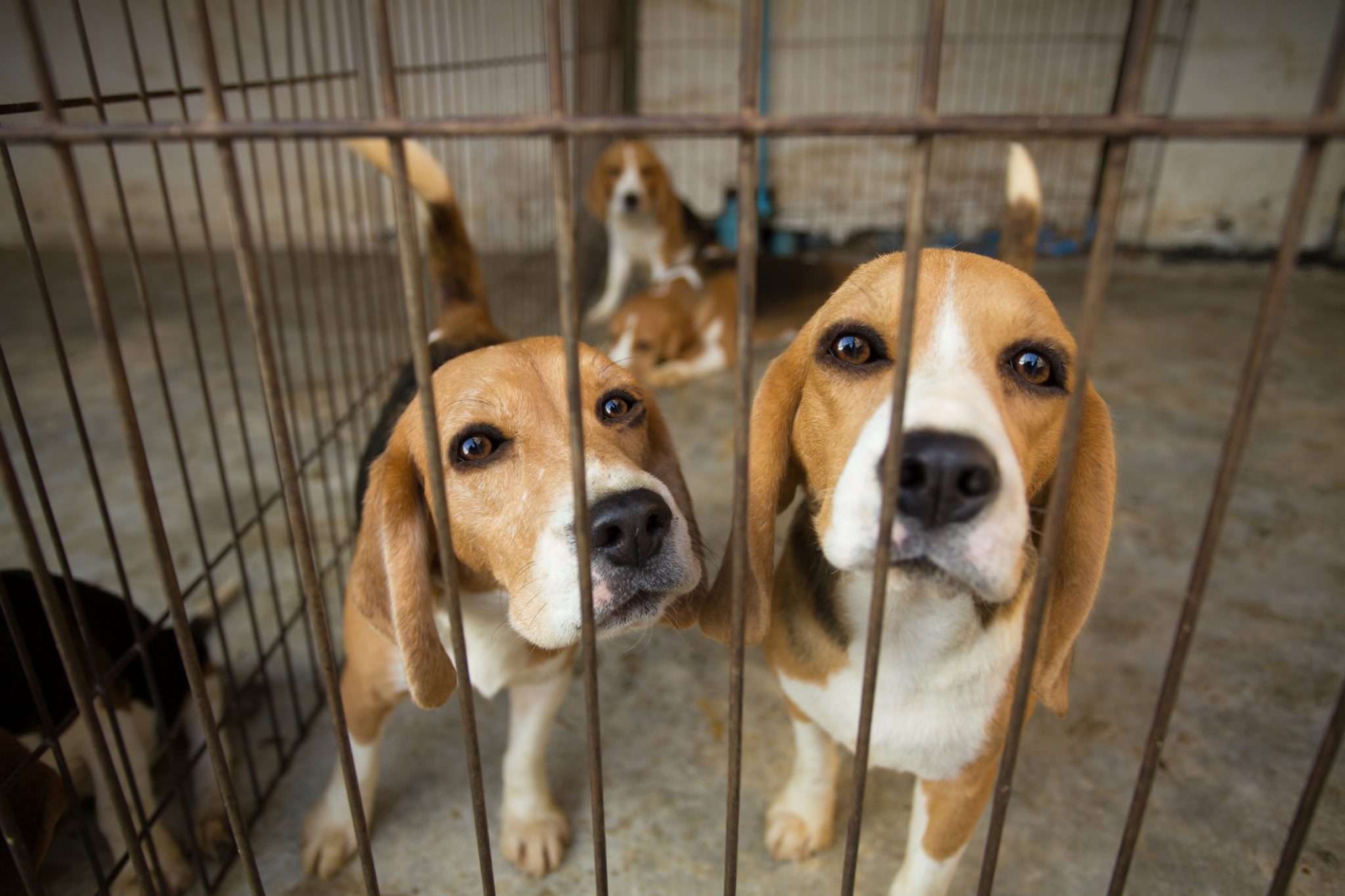 laboratory beagles for adoption