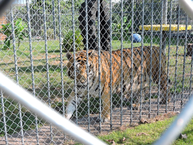 Infamous Tiger Truck Stop Demolishes Cage That Held Tony the Tiger ...