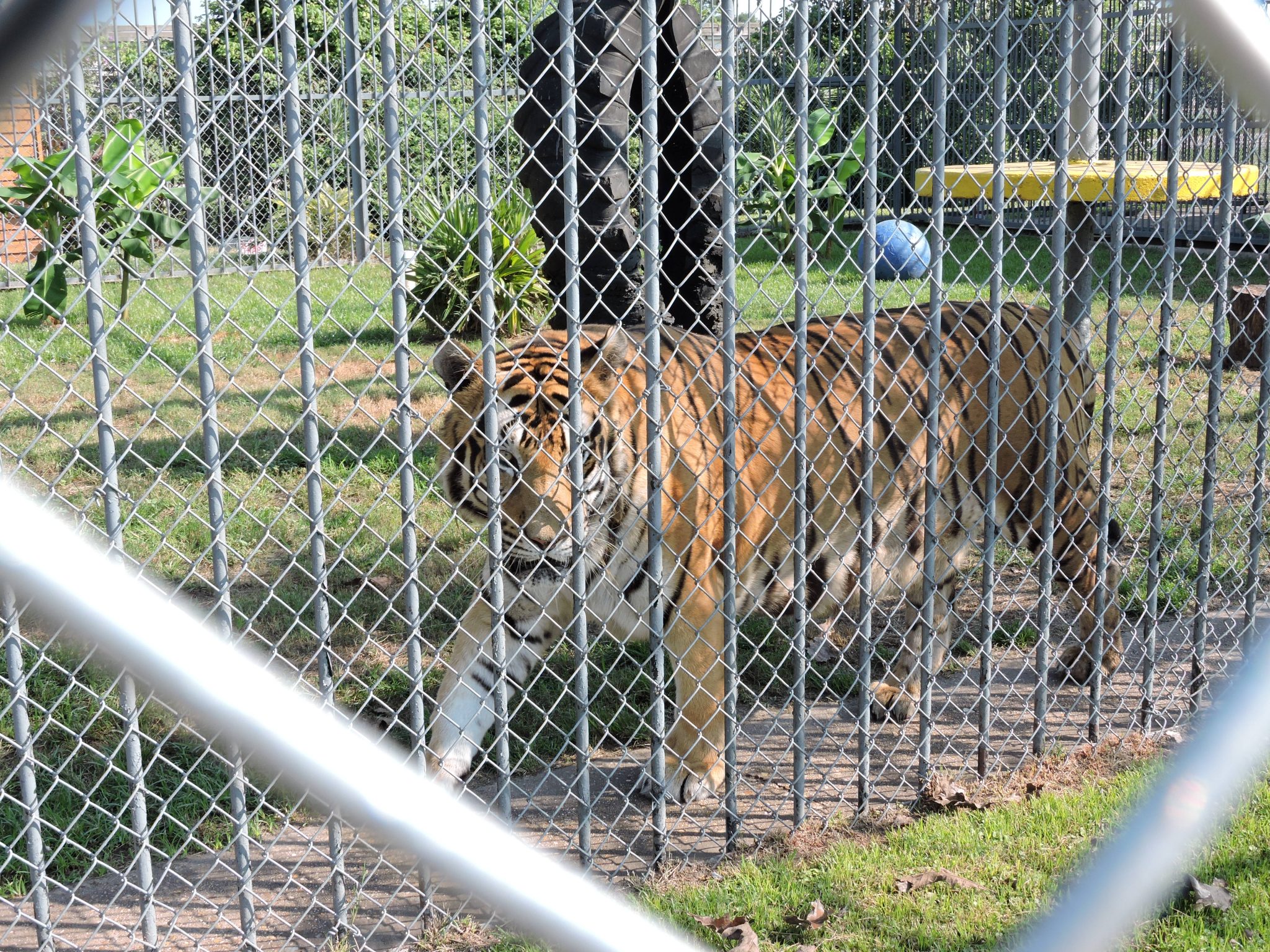 Once a Tiger, always a Tiger - The Hartselle Enquirer