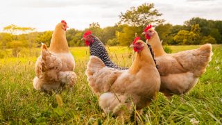 chickens outside on the grass