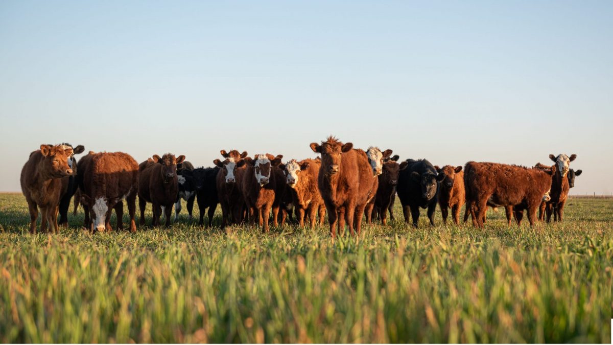 Animal Legal Defense Fund