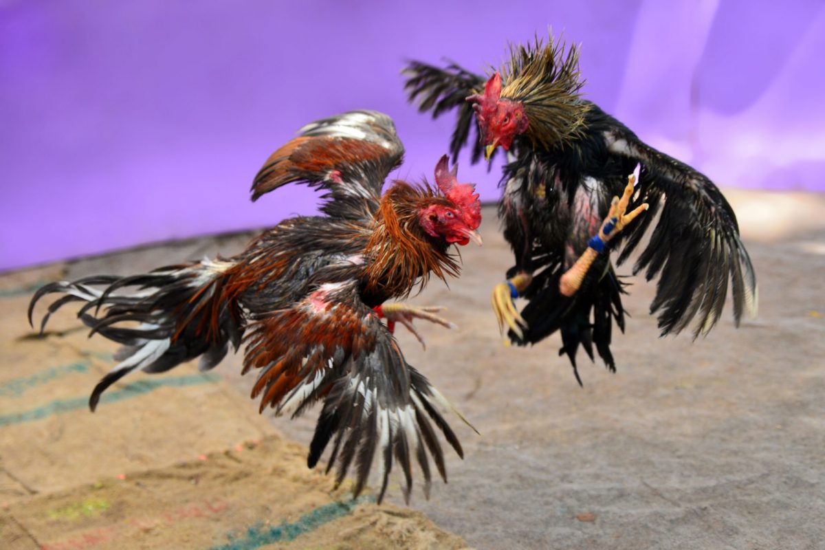 Fighting for sale blades rooster Trapper Pocket