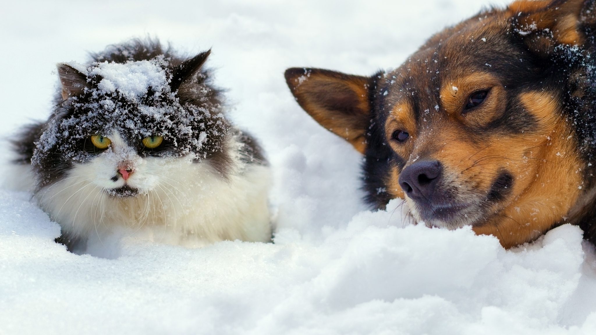 is-it-ok-to-leave-dogs-outside-in-cold-weather