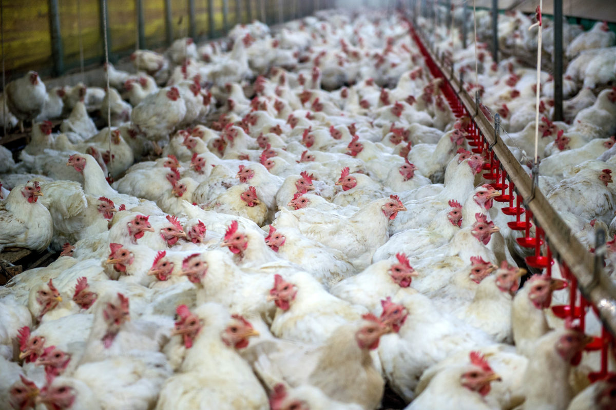 Ag-Gag Laws - Animal Legal Defense Fund