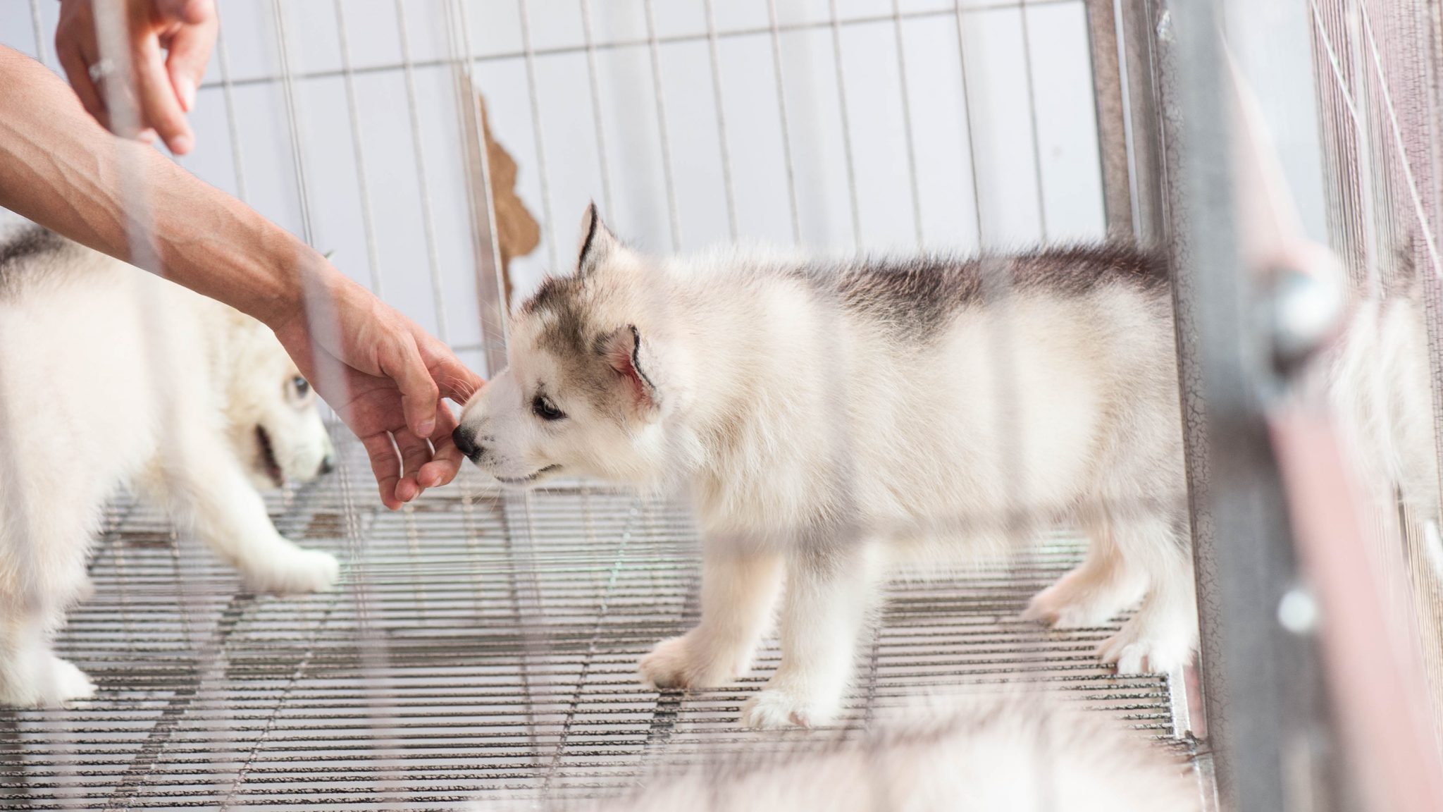 What To Do When You Find Animals in Substandard Conditions at a Pet Store
