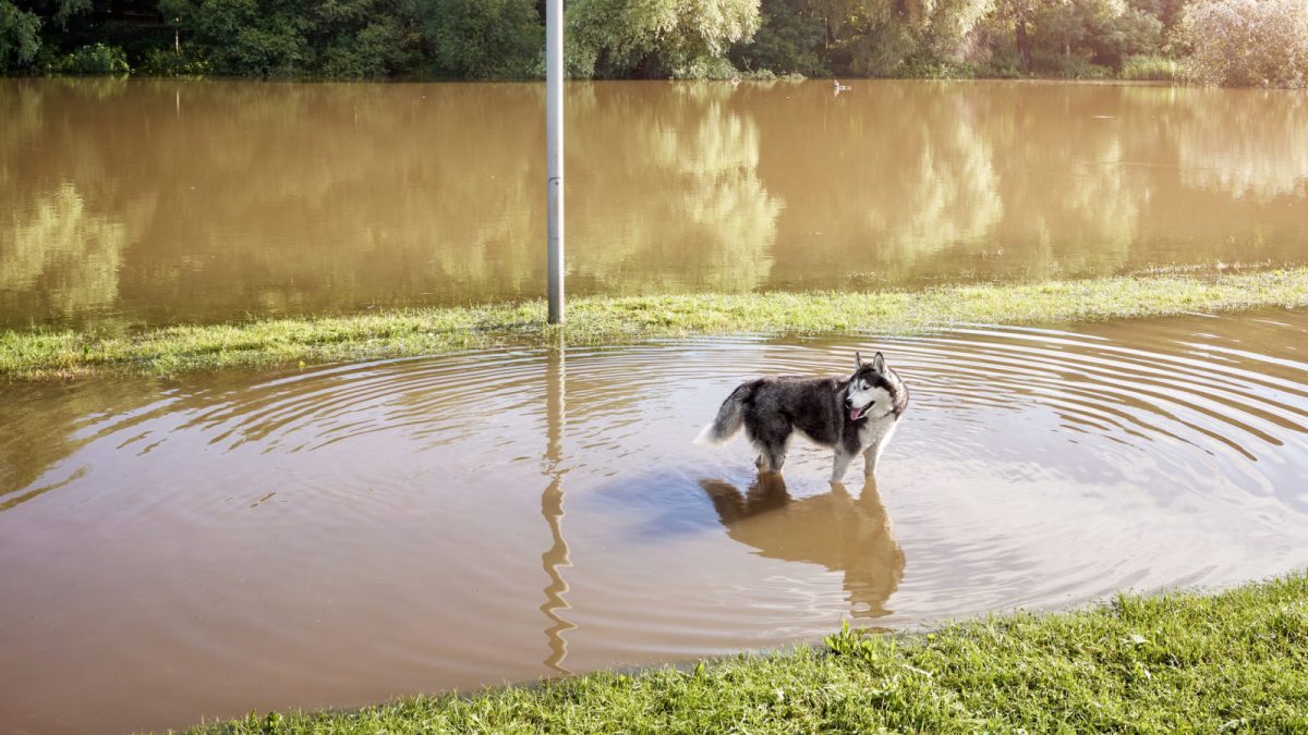 The PETS Act: Companion Animals Affected by Natural Disasters