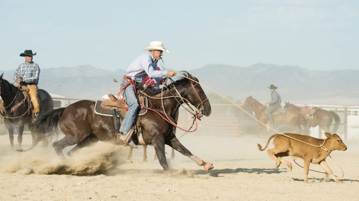 Rodeo Facts: The Case Against Rodeos
