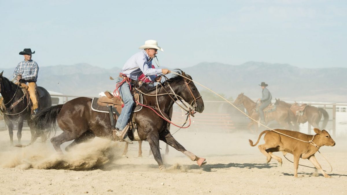 rodeo-facts-the-case-against-rodeos