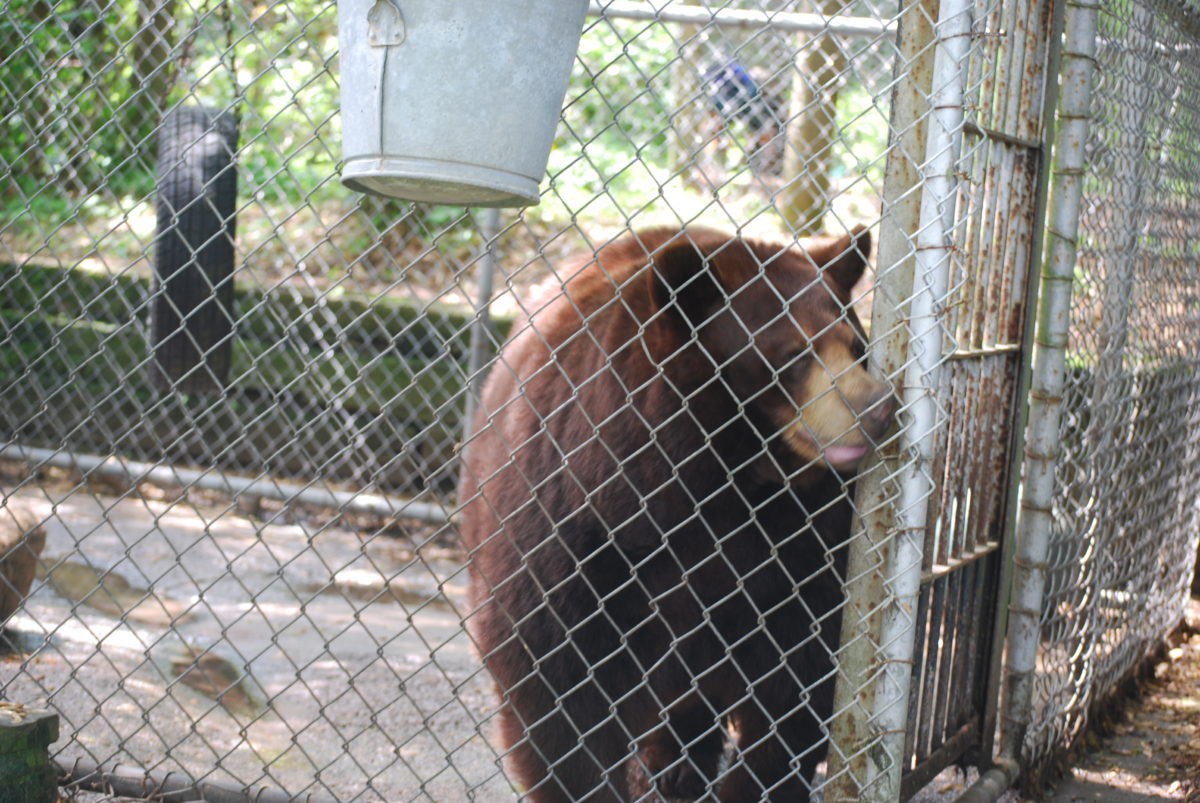 Roadside Zoos Animal Legal Defense Fund