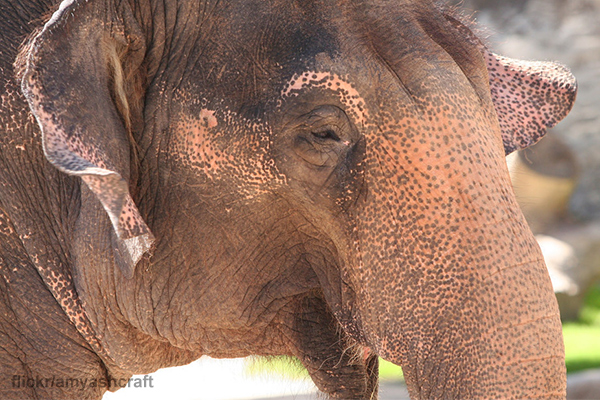Lucky the Lonely Elephant - Animal Legal Defense Fund