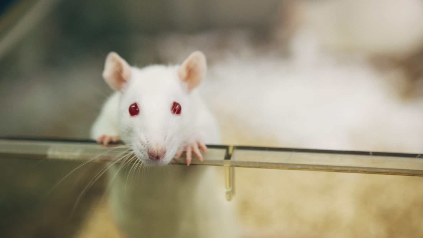 Federal Laws and Agencies Involved With Animal Testing - Animal Legal  Defense Fund