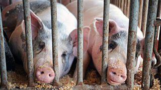 pigs in a factory farm