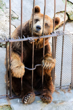 animal captivity in zoos