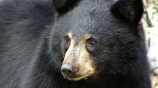 black bear