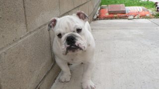 english bulldog